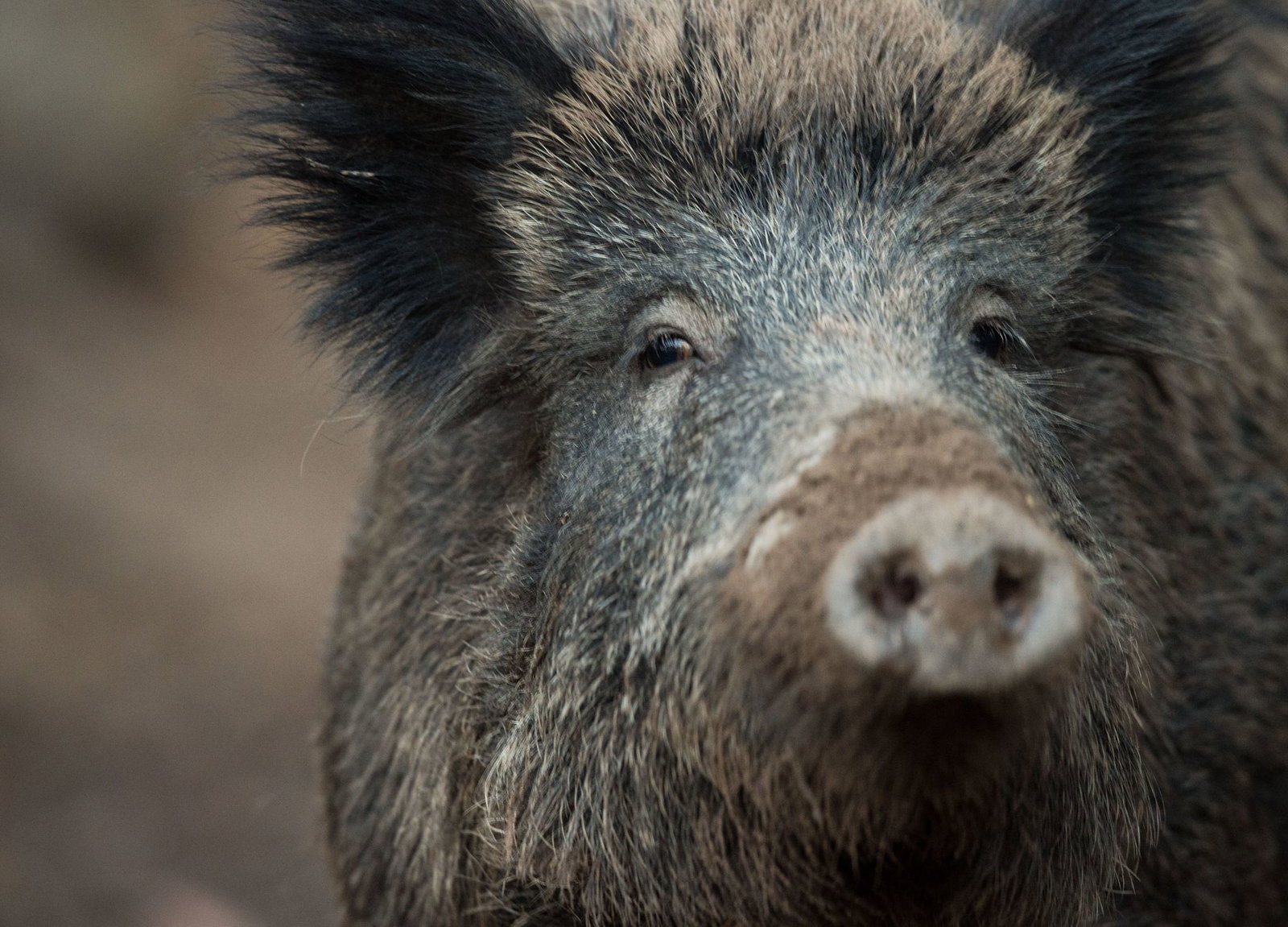 Wildschweine verwüsten Gräber in Rheinland-Pfalz. (Archivbild)