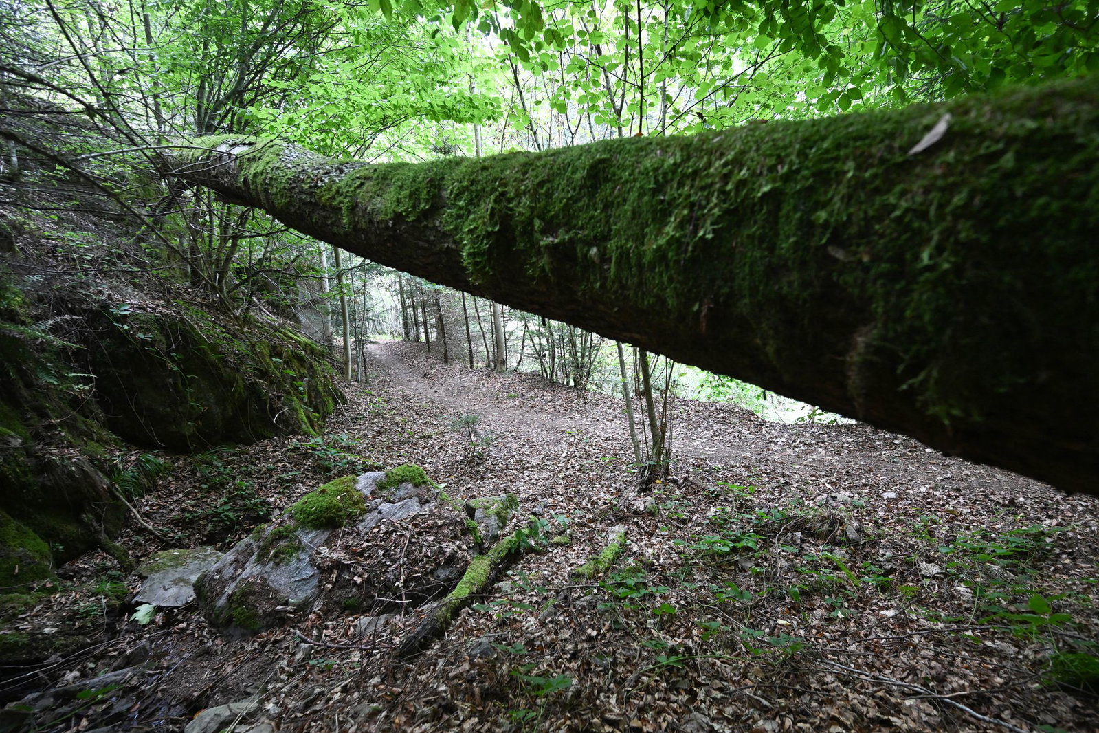 Am Tag ihres Verschwindens wollte sie zur letzten Etappe ihrer Wanderung auf dem Schluchtensteig aufbrechen.