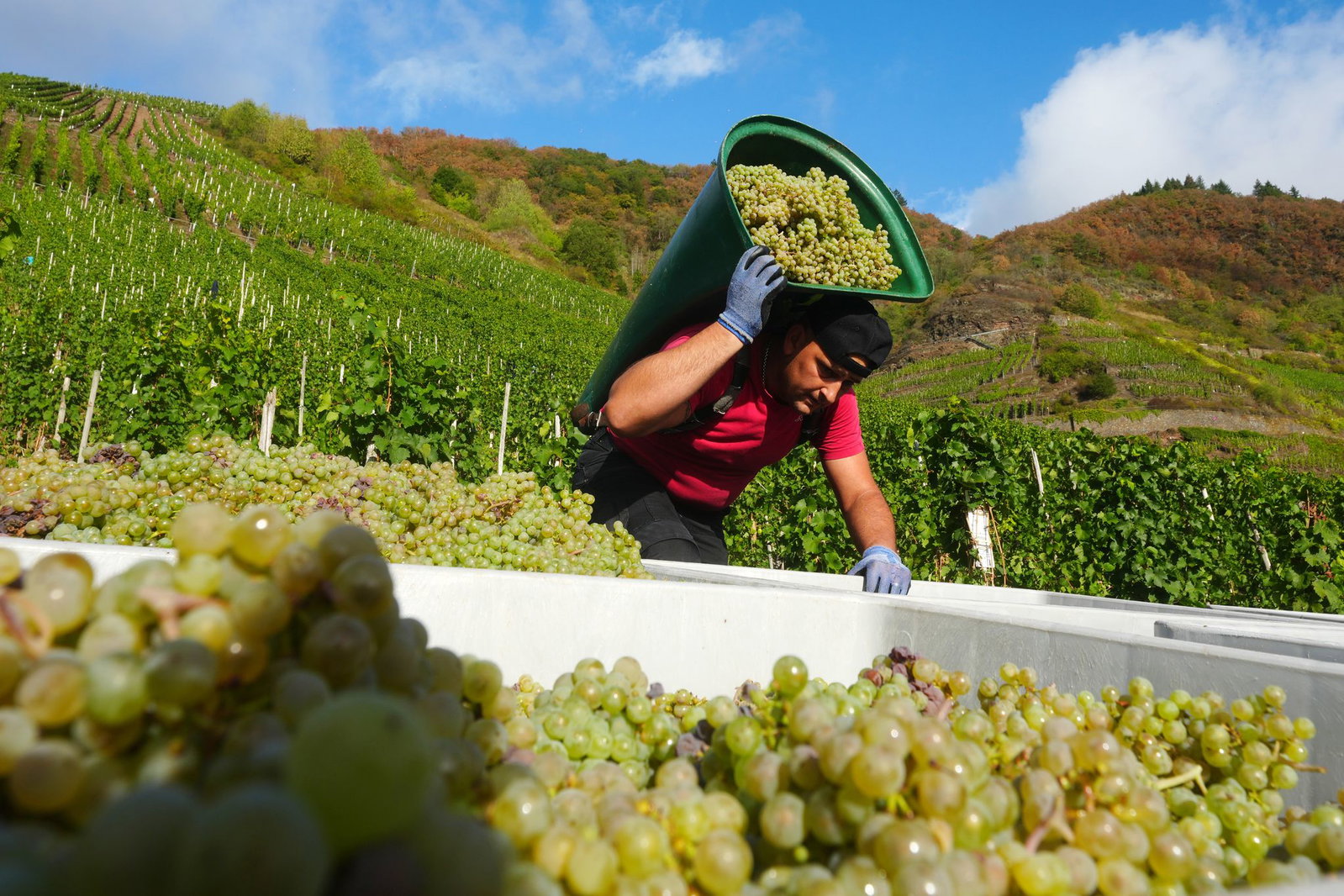 Auch am steilen Bremm läuft die Riesling-Lese.