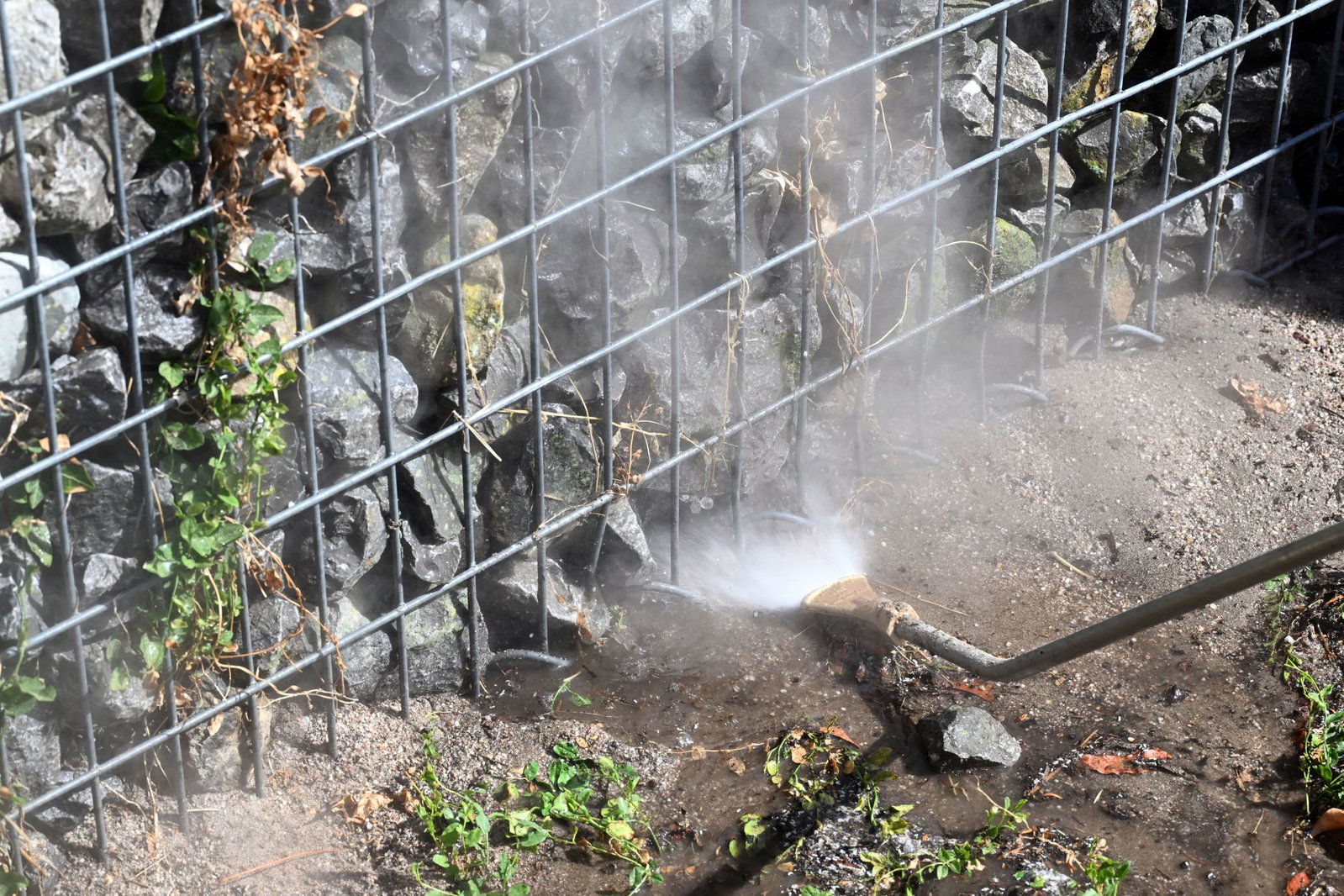 Kochend heißes Wasser wird zur Bekämpfung eingesetzt.