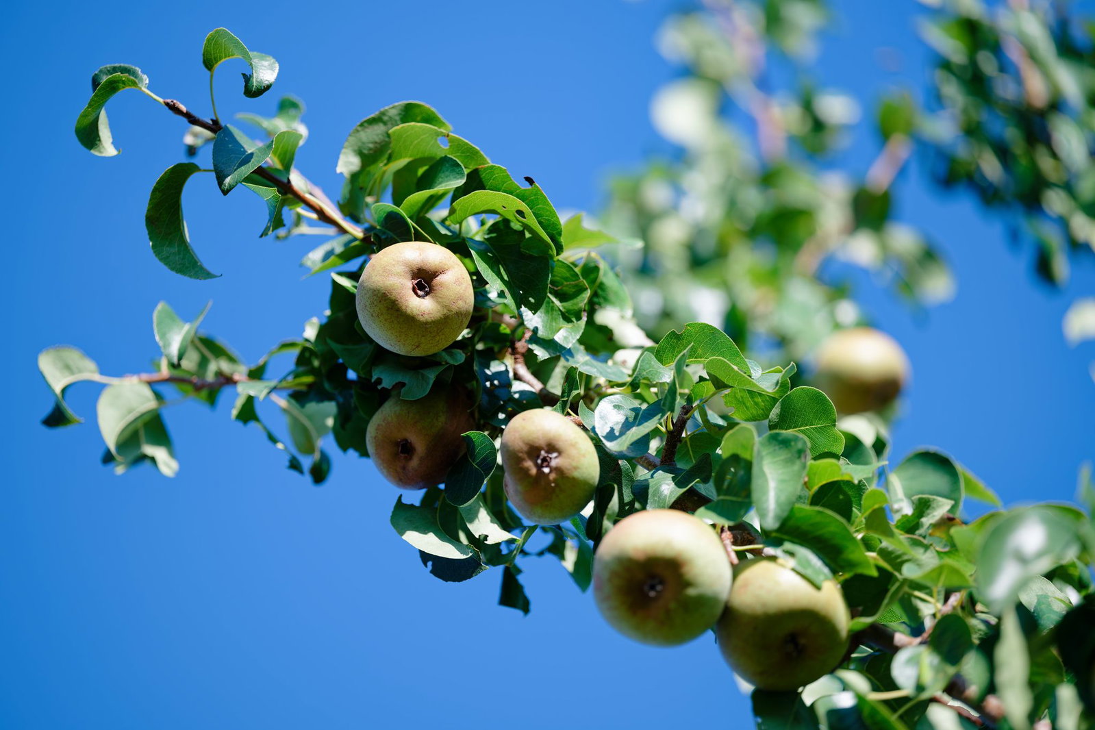 Nach ersten vorläufigen Schätzungen erwarten die Obstbaubetriebe 2026 eine gute Birnenernte. (Archivbild)