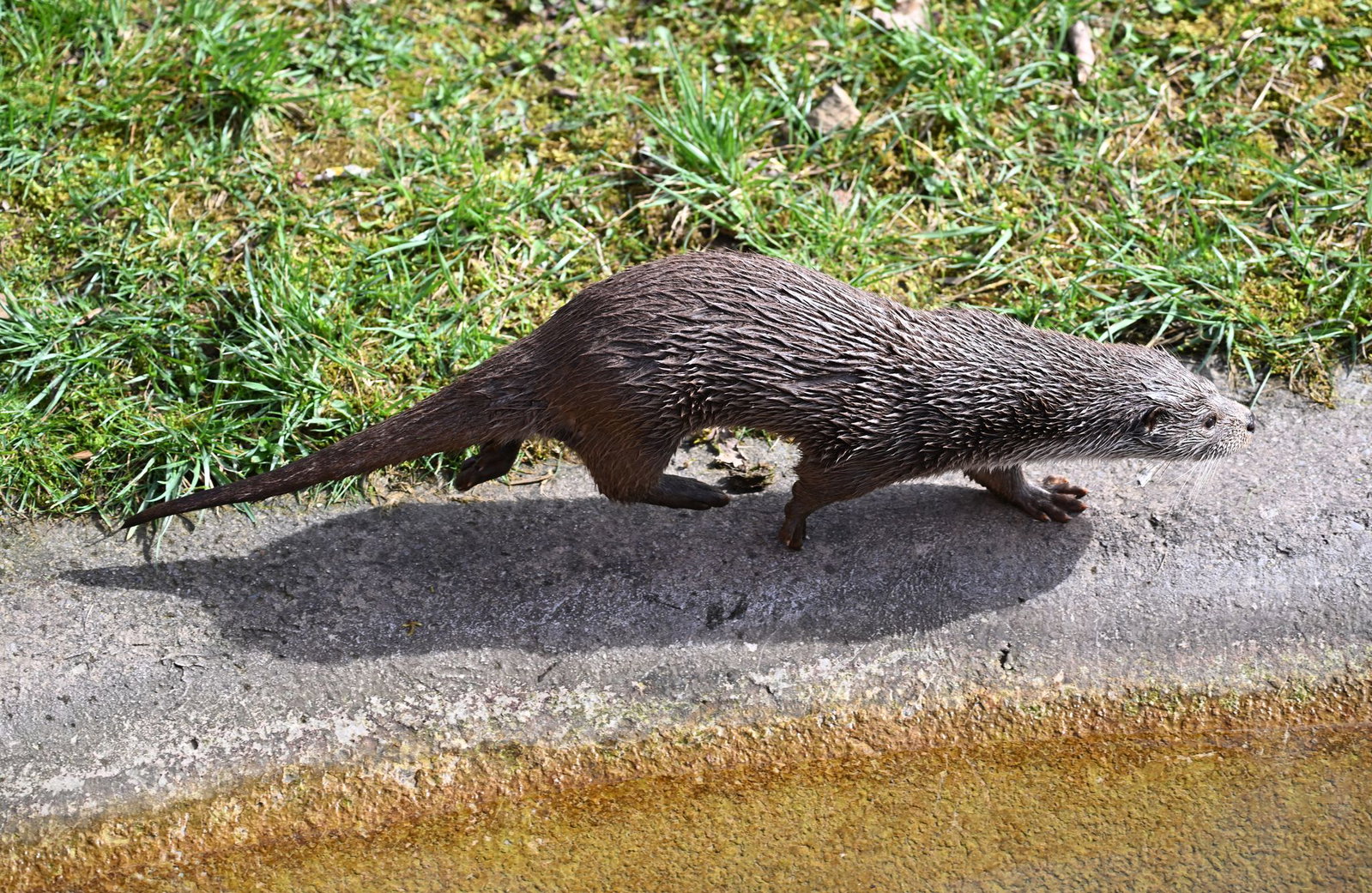 In Tierparks - wie hier im Wildparadies Tripsdrill - sind Fischotter häufiger zu sehen als in der freien Natur. (Archivbild)