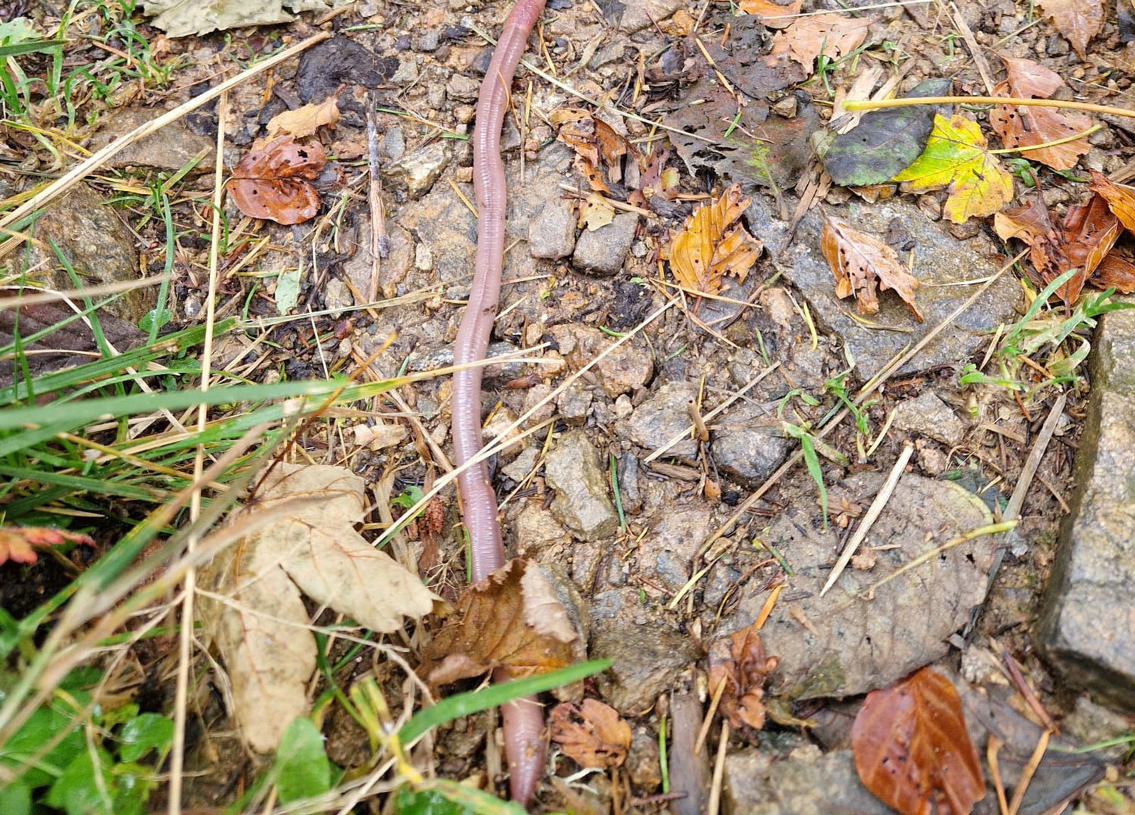 Der Badische Riesenregenwurm wird mehr als einen halben Meter lang.