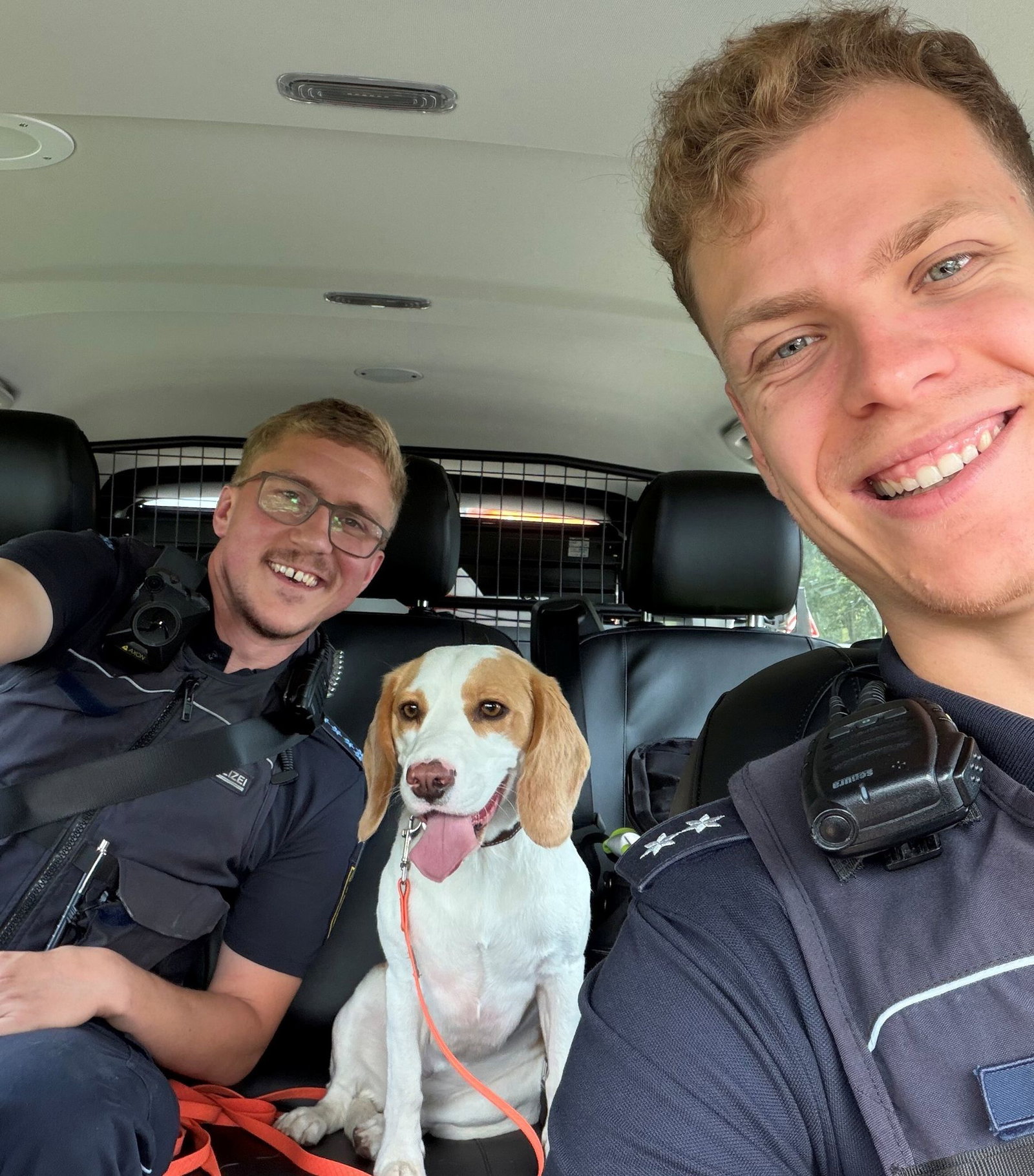 Der Beagle wurde im Streifenwagen zum Tierheim gebracht.