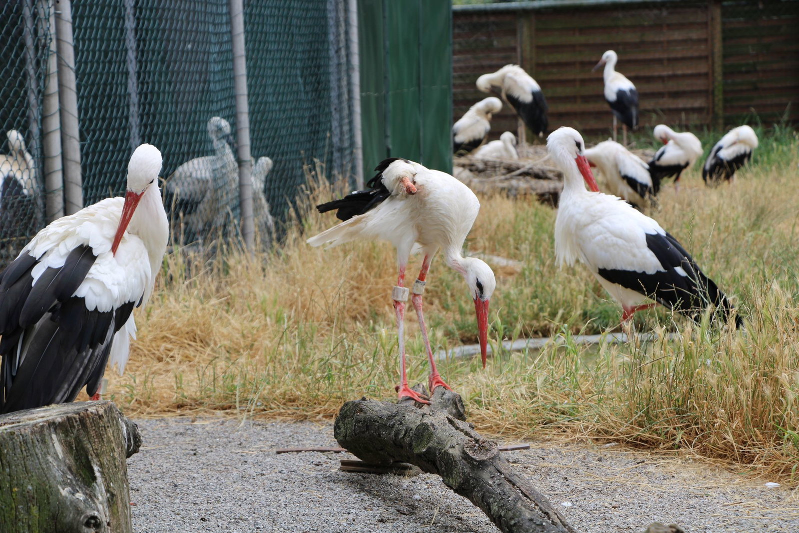 Der Storch gehört vielerorts wieder ganz selbstverständlich zum Landschaftsbild. (Archivbild)