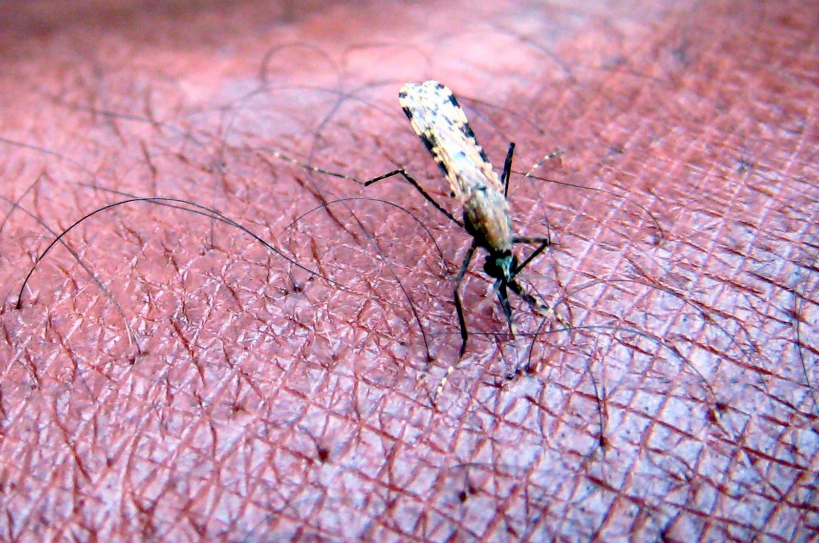 Malaria wird von Mücken der Gattung Anopheles übertragen. (Archivbild)