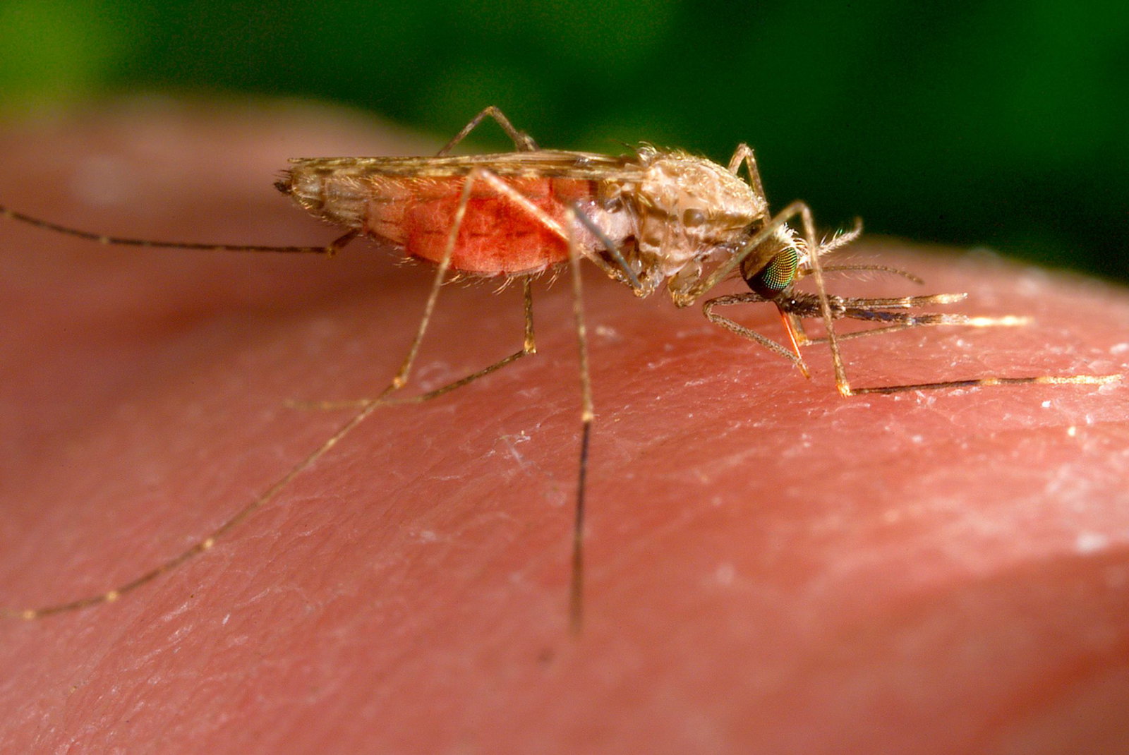 Am Dienstag hatte das Frankfurter Gesundheitsamt bekanntgegeben, dass zwei Anwohner in der Nähe des Airports an sogenannter Flughafen-Malaria erkrankten - einer davon starb an der Infektion. (Symbolbild) 