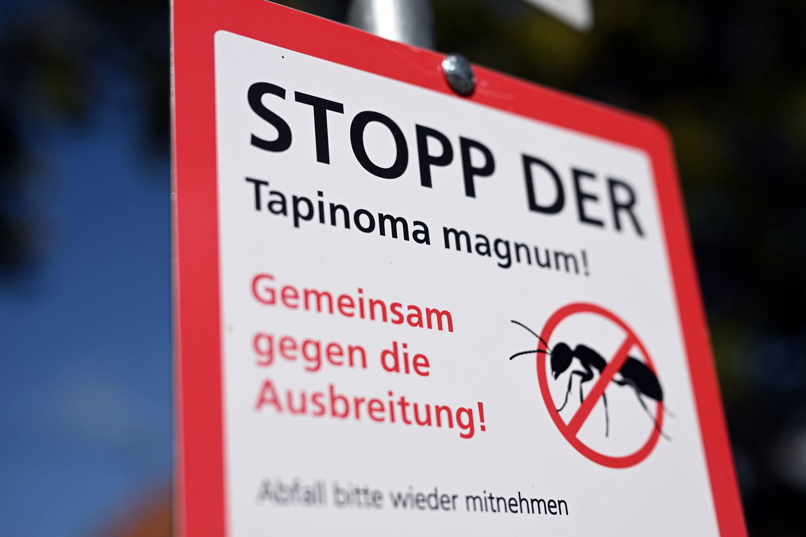 Ohne Engagement von Bürgern und Bürgerinnen ist der Kampf gegen die eingeschleppte Ameise noch schwerer.