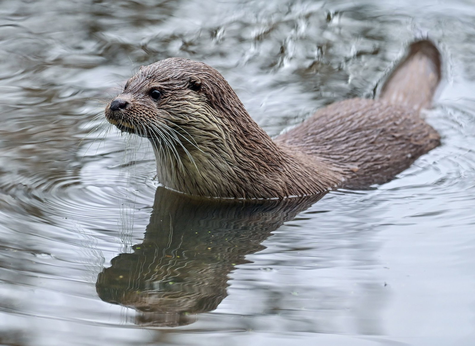 Jungtiere lernen ab der sechsten Woche das Schwimmen. (Archivbild)