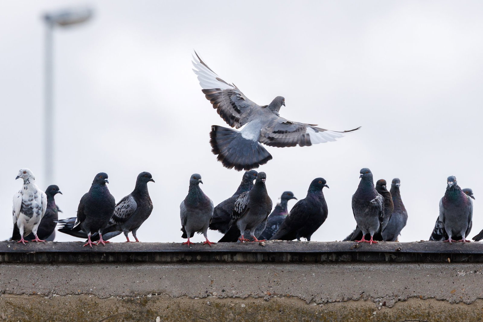 Rund 30 Menschen wollten Tauben fliegen lassen, doch dann brach der Streit aus. (Symbolbild)