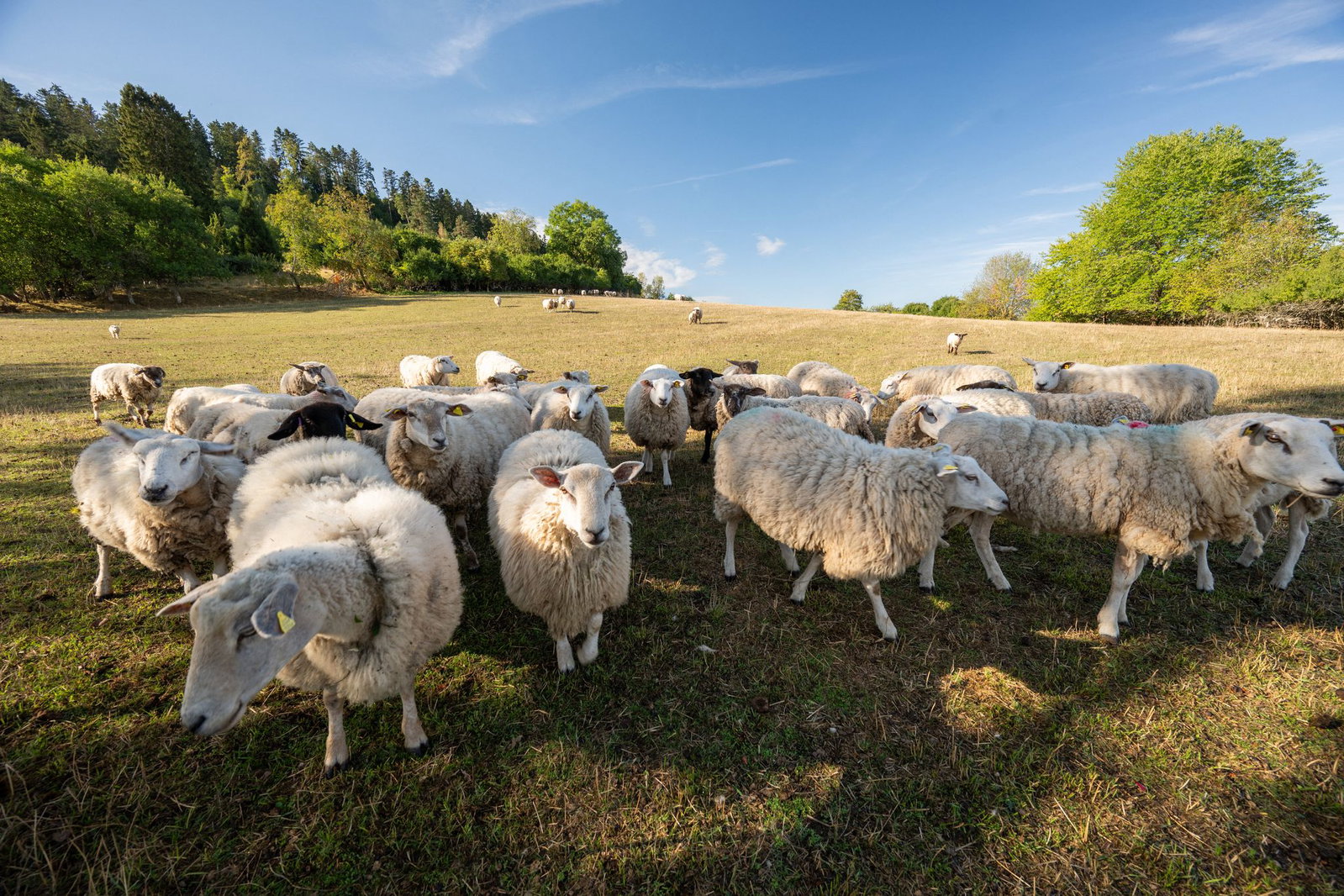 In Rangendingen gibt es mehrere Fälle von Q-Fieber. Menschen können sich etwa bei Schafen anstecken. (Symbolbild)