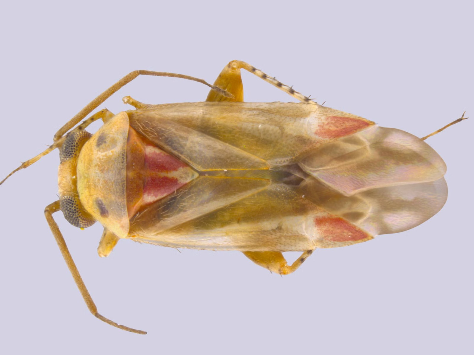 Taylor Swift hat den Namen vier neu bestimmter Insektenarten inspiriert.
