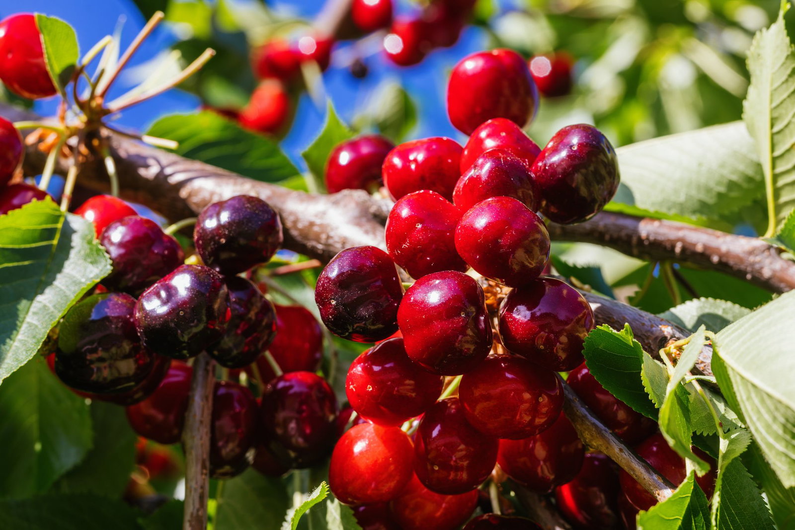 Obstbaubetriebe in Deutschland können in der Summe ein gutes Kirschenjahr bilanzieren. (Archivbild)