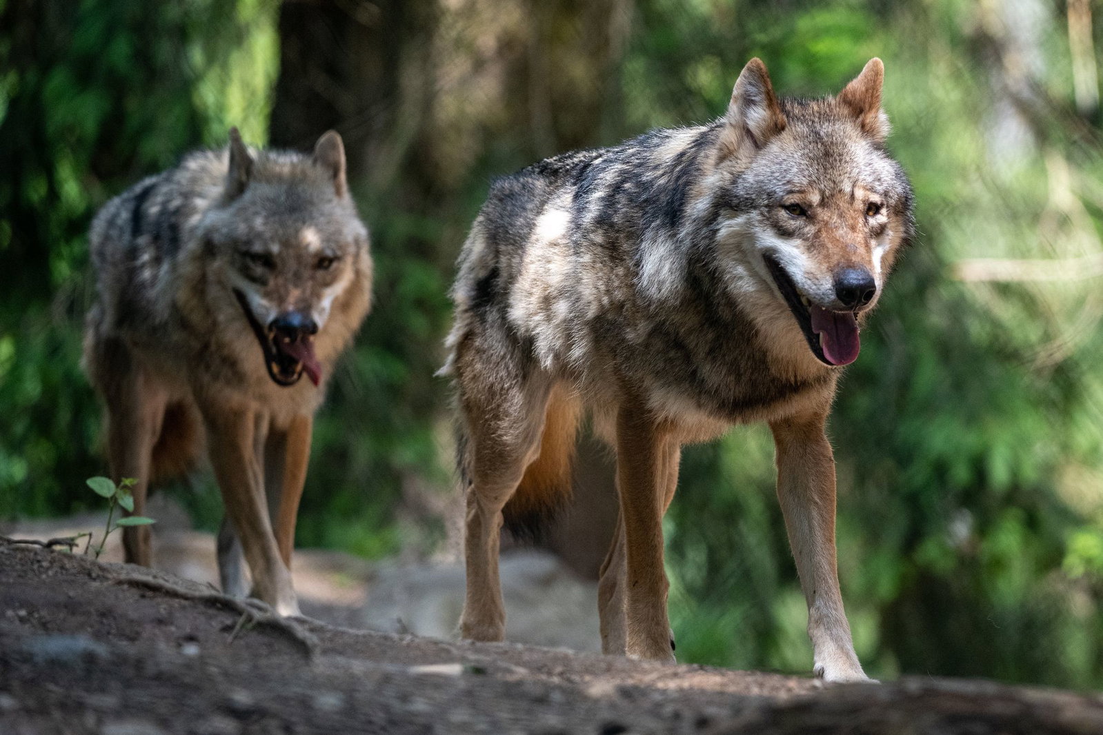 Die AfD-Fraktion fordert klare Jagd- und Schonzeiten für den Wolf. (Archivbild)