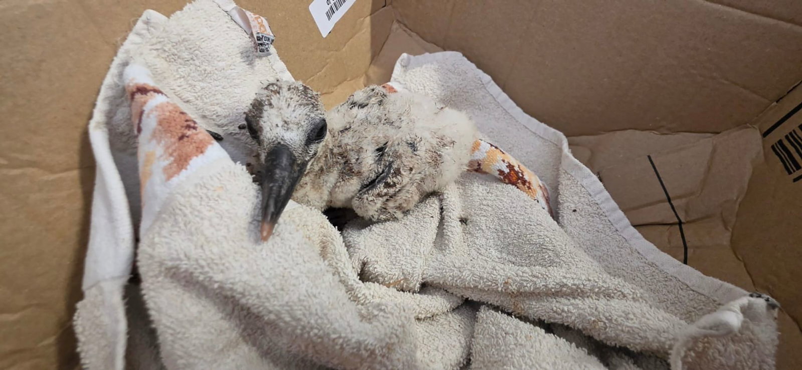 «Rocky» war im Sommer aus einer Dachrinne der Protestantischen Kirche in Freinsheim gerettet und später wieder ins Nest gesetzt worden. (Archivbild) 