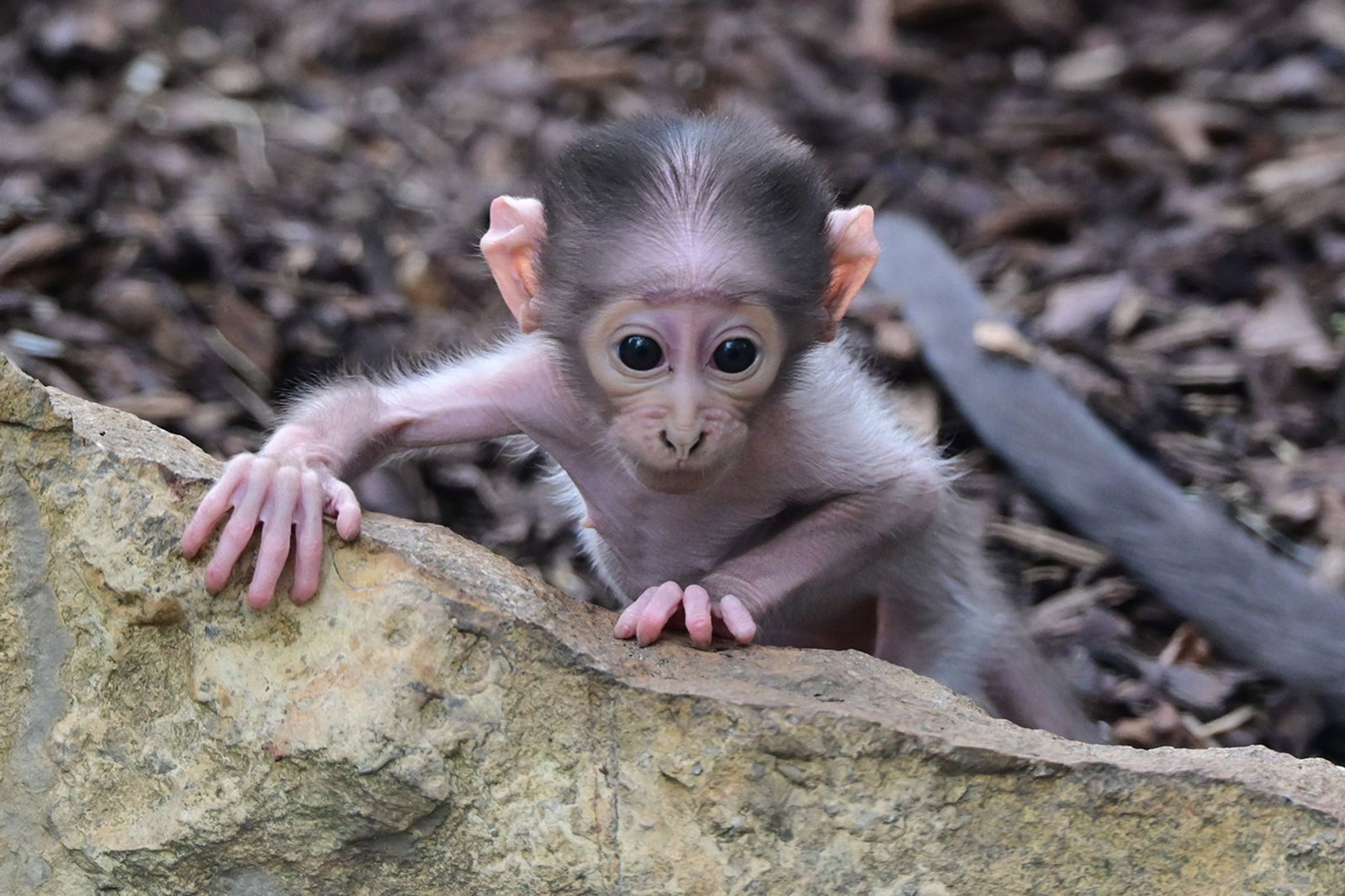 Das Weißscheitelmangaben-Mädchen entwickle sich gut und mache einen gesunden Eindruck, so der Zoo.