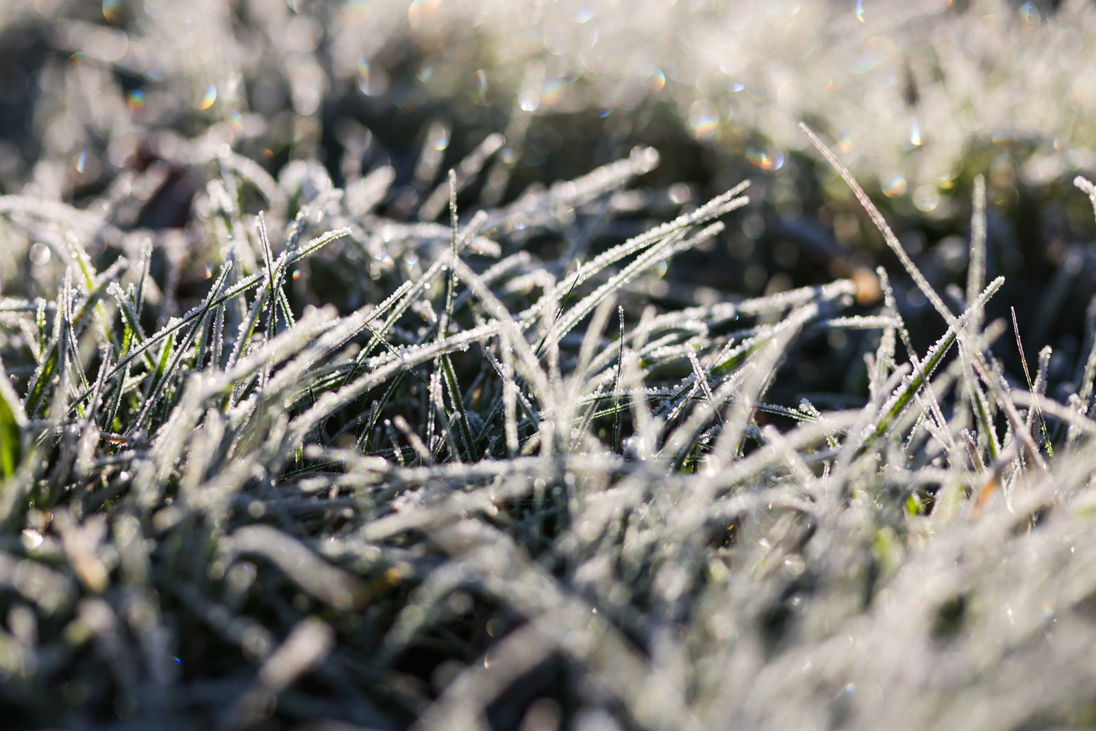 Mancherorts ist Bodenfrost vorhergesagt. (Archivbild)