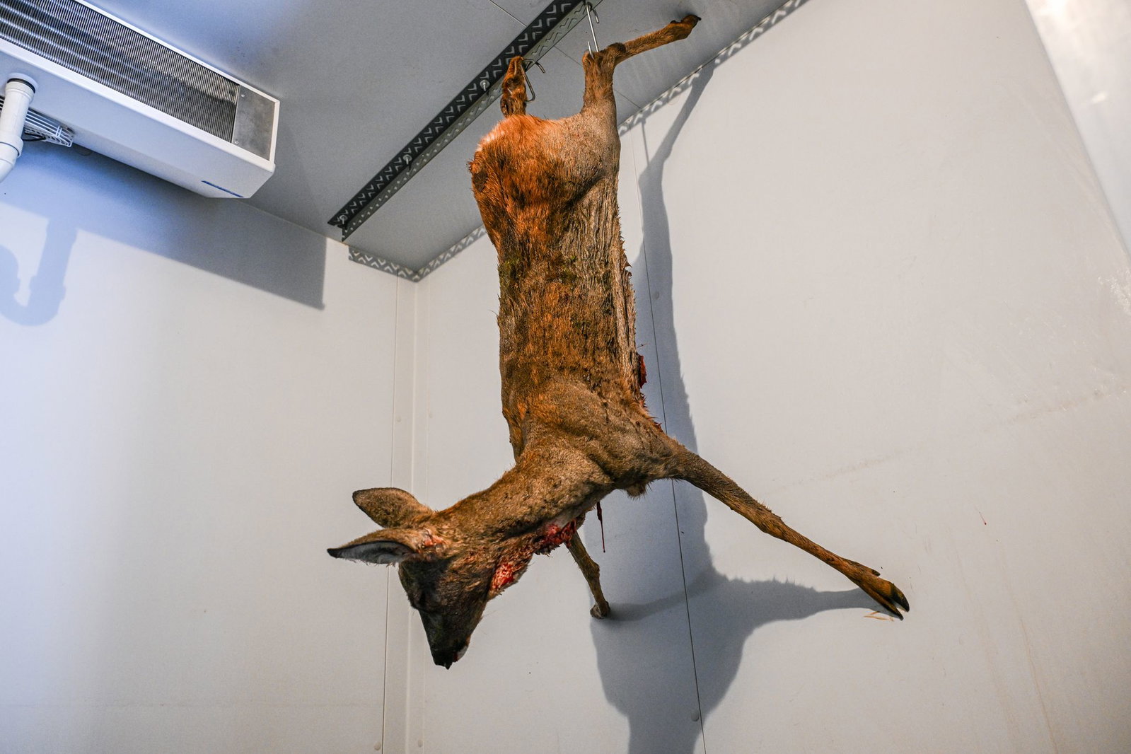 Jäger bringen die toten Rehe ins Tierheim. 