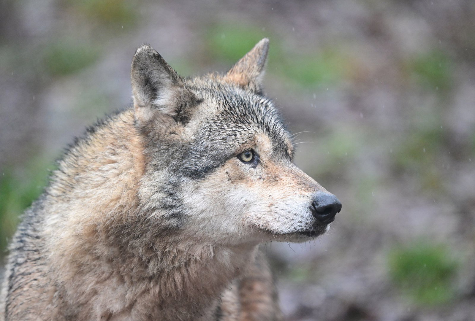 Beim Hornisgrinde-Wolf wurden nach Angaben des Agrarministeriums mehr als 80 Sichtungen gemeldet.(Archivbild) 