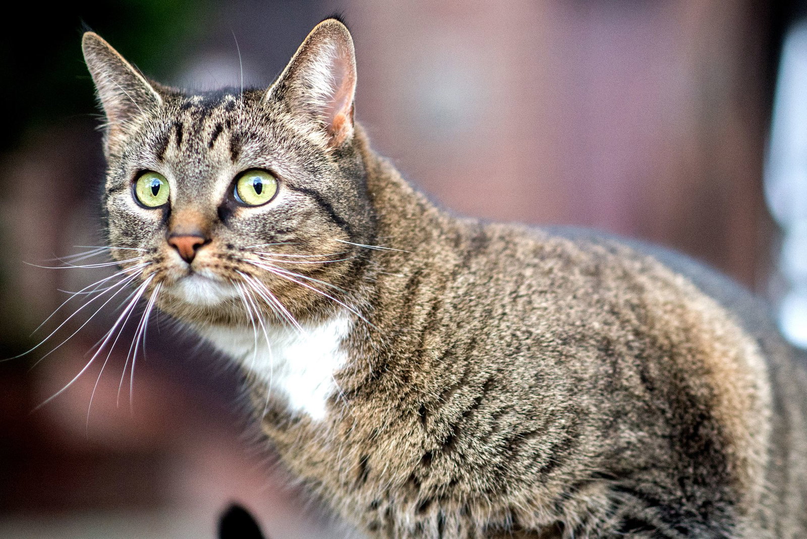 Der Autofahrerin zufolge sprang die Katze während der Fahrt aus ihrem Korb. (Symbolbild)