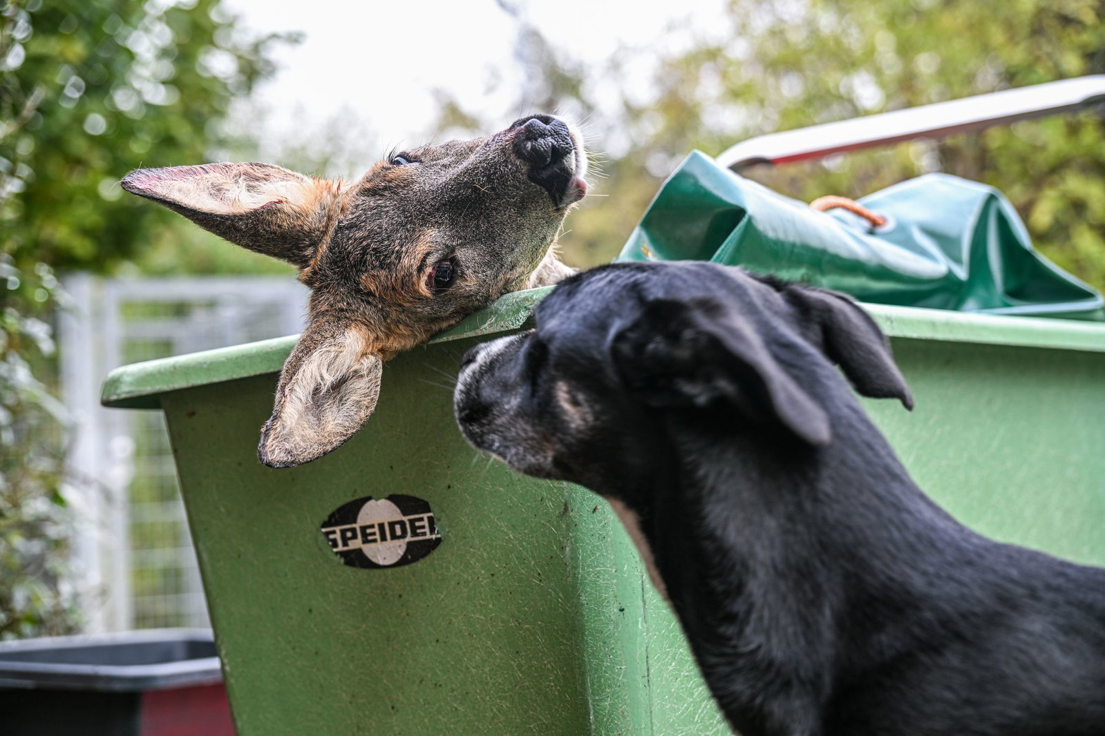 Das Reh wird an die Hunde im Tierheim verfüttert. 