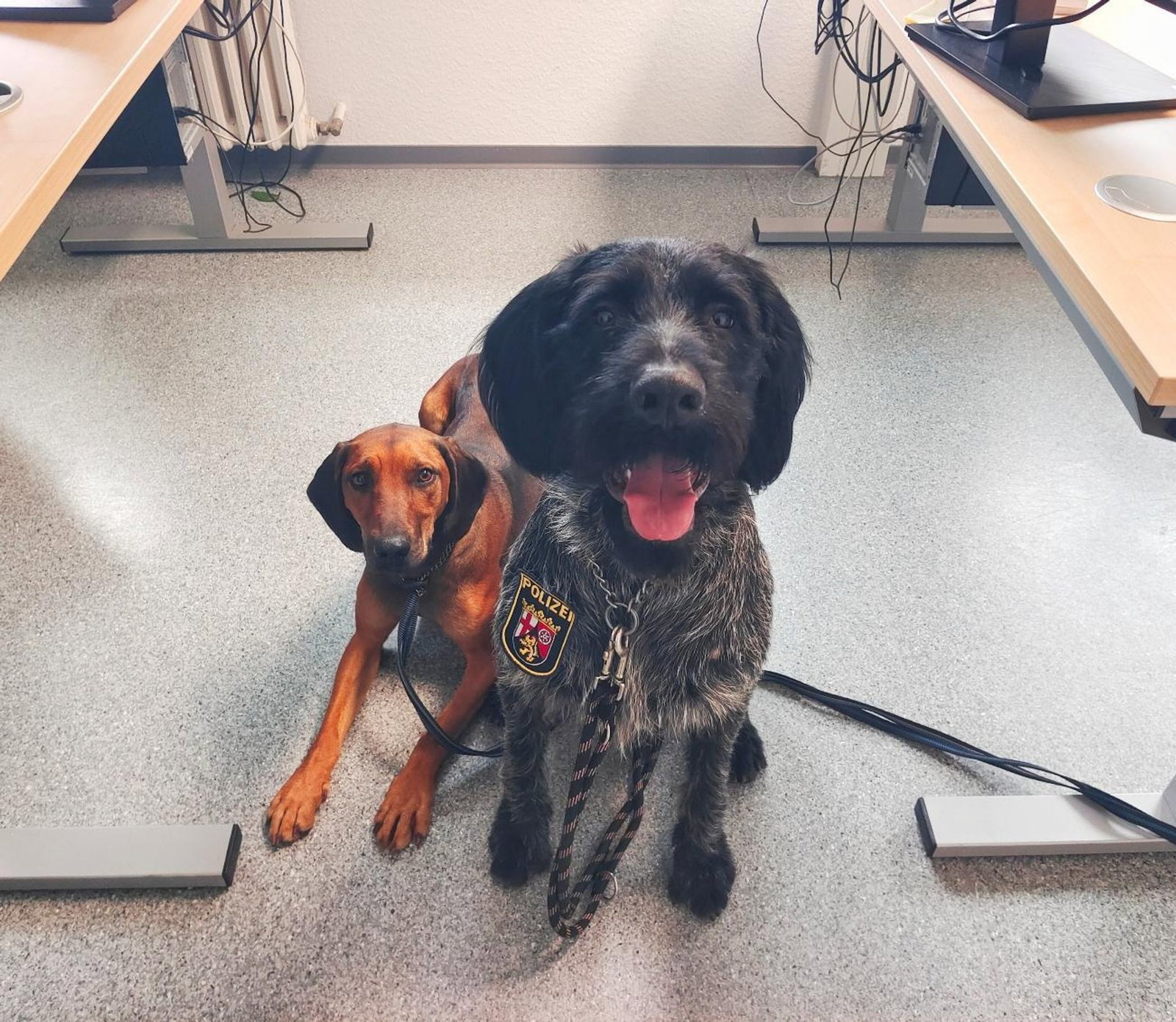 Zwei eingefangene Jagdhunde warten darauf abgeholt zu werden. 