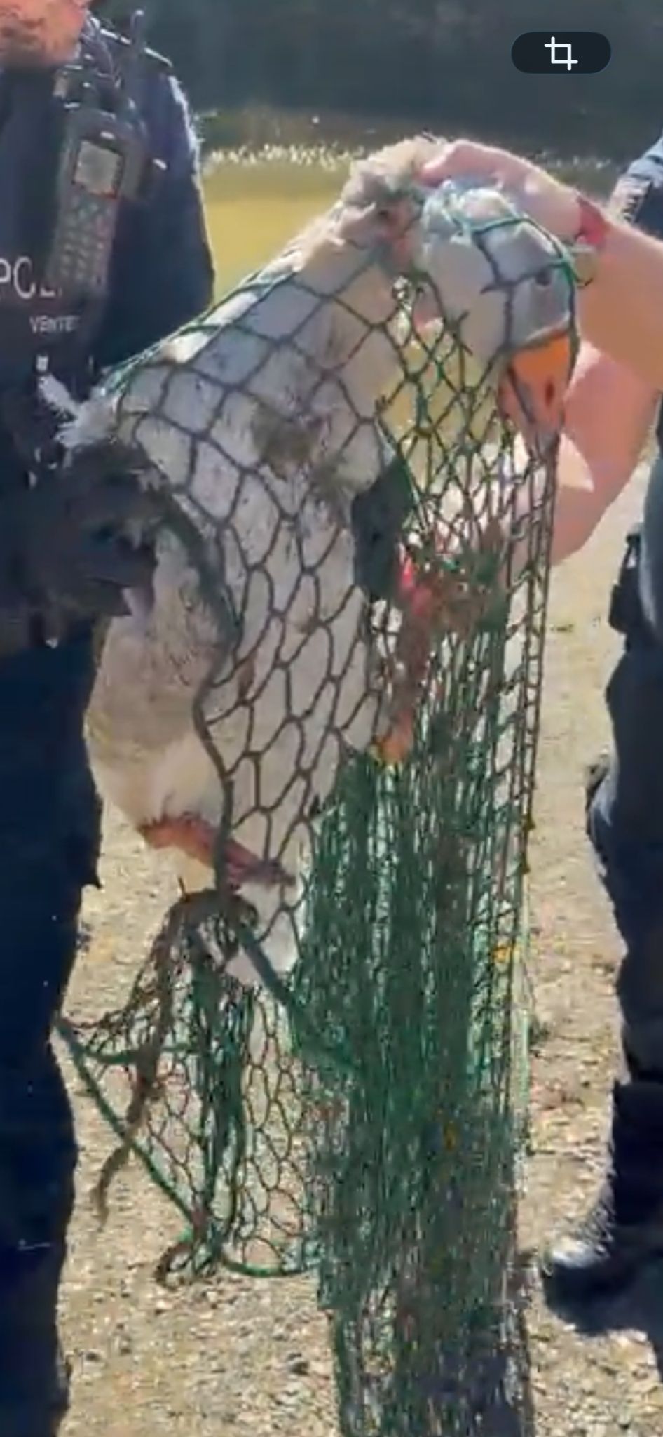 «Durchaus wehrhaft» sei die Gans gewesen, so die Polizei Kirn. 