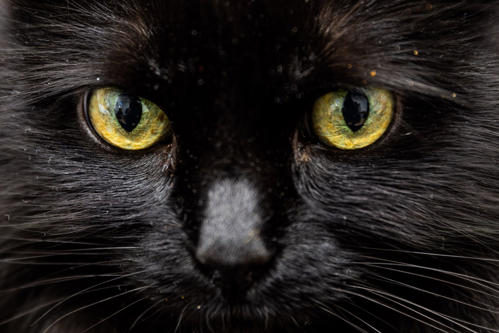 Ein schwarzer Kater wurde erhängt aufgefunden. (Archivbild)