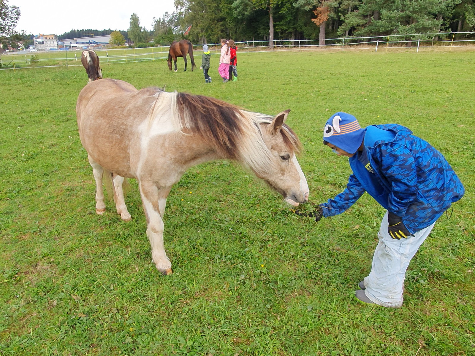 KuR Junge füttert Pferd