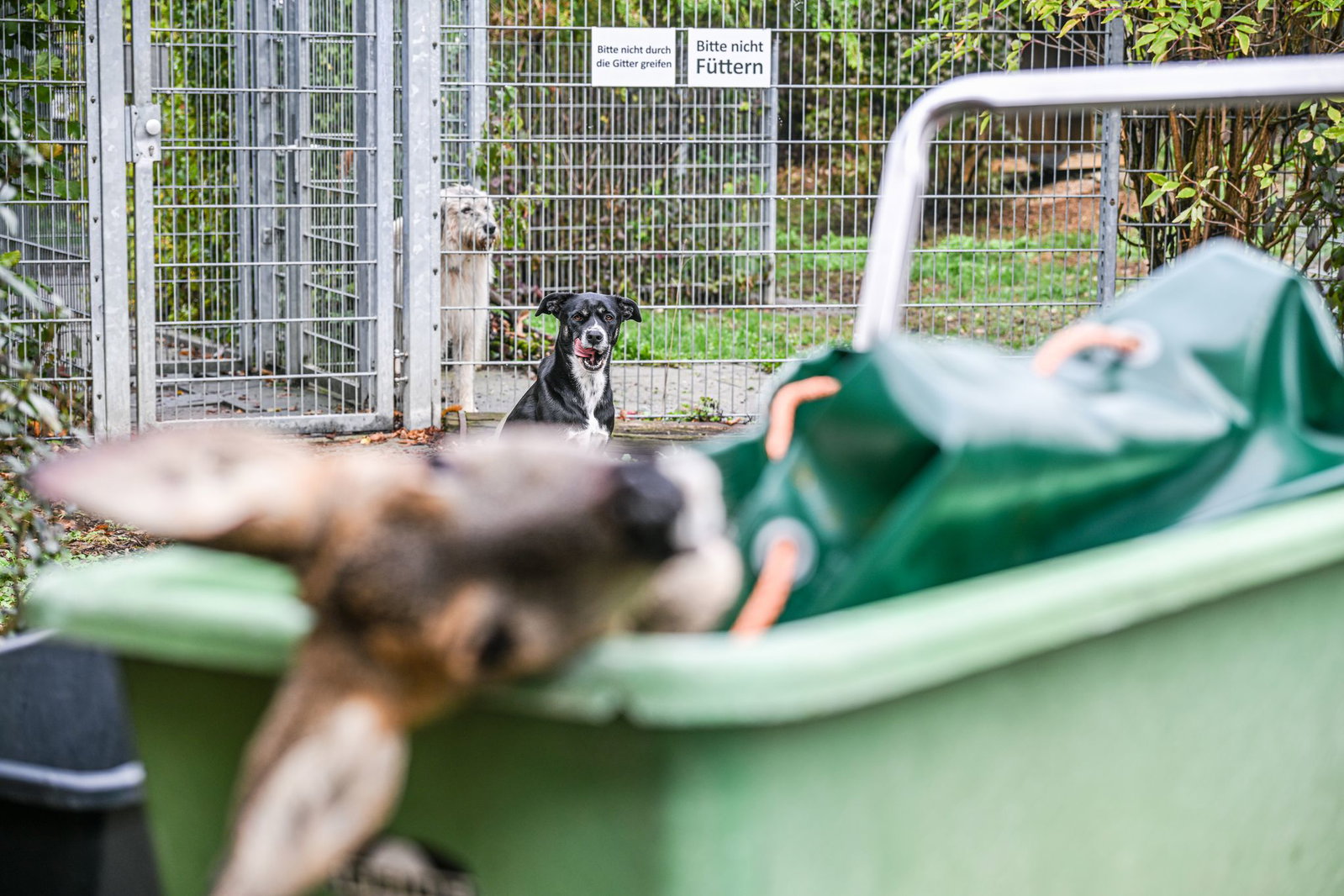 Das Tierheim Reutlingen verfüttert Unfallwild an Hunde.