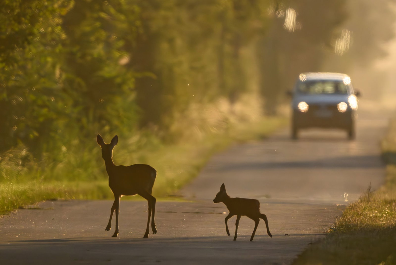 In der Dämmerung ist die Gefahr von Wildwechsel besonders hoch. (Archivbild)