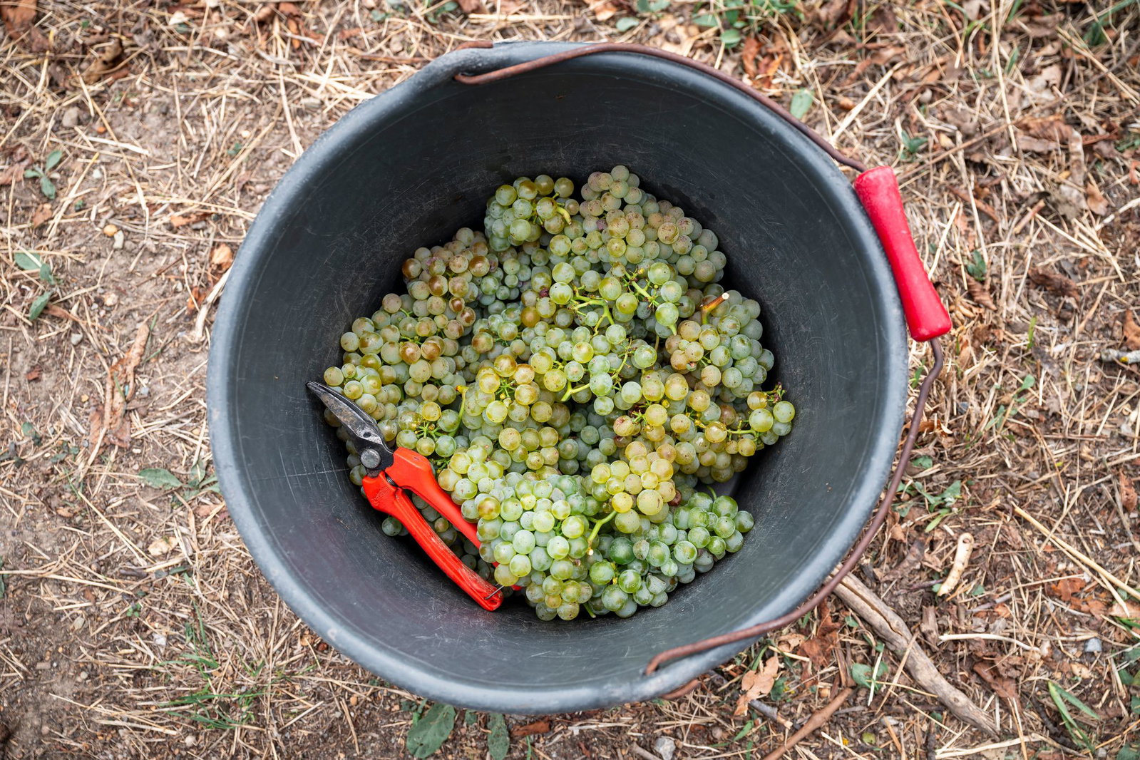 Die Winzer produzieren wieder weniger Wein. (Archivbild)