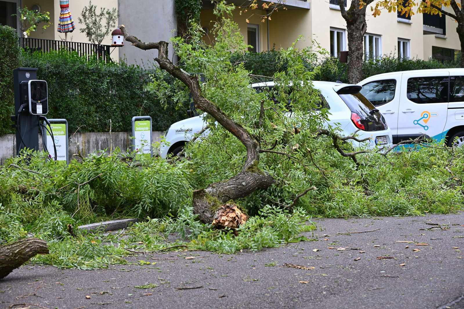 Der Sturm hat mehrere Bäume auf Straßen stürzen lassen. 