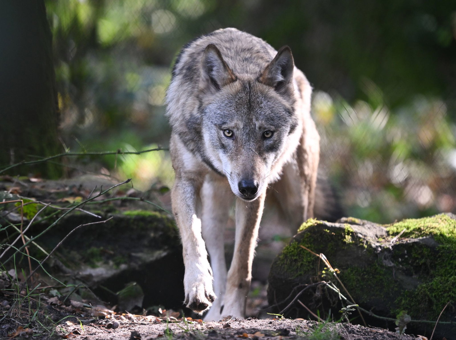 Umweltaktivisten kämpfen gegen die Jagd auf «GW2478m». Nun hat das Gericht ihren Eilantrag abgelehnt. (Symbolbild)