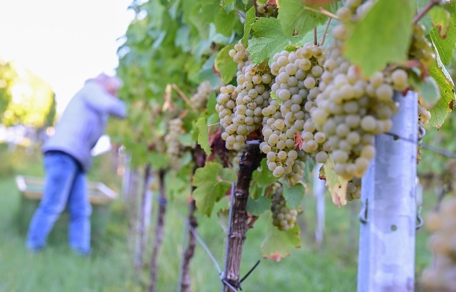 2026 zeigen sich ein weiteres Mal deutliche regionale Unterschiede bei der Entwicklung der Weinmost-Ernten. (Archivfoto)