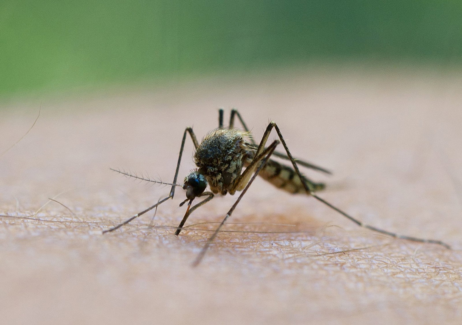 In Stuttgart und Karlsruhe wurden zwei lokal erworbene Infektionen mit dem West-Nil-Virus gemeldet. (Symbolbild)