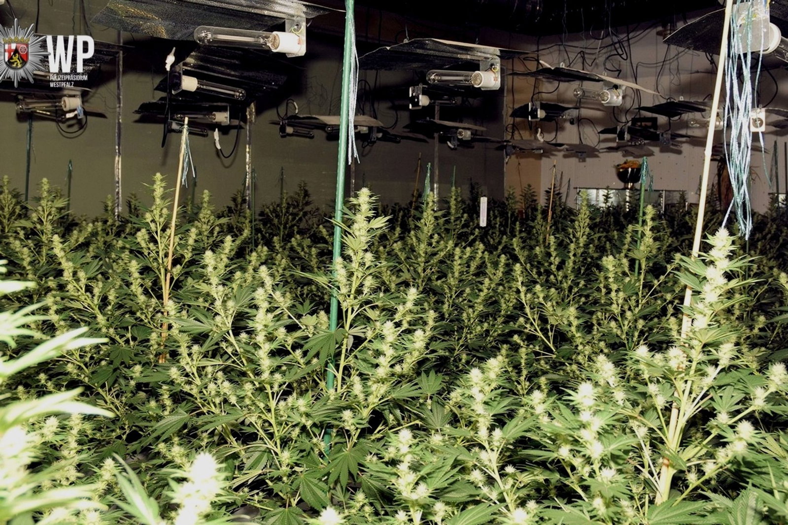 Mitarbeiter des lokalen Energieversorgers hatten die Plantage in einem leerstehenden Gebäude entdeckt. 