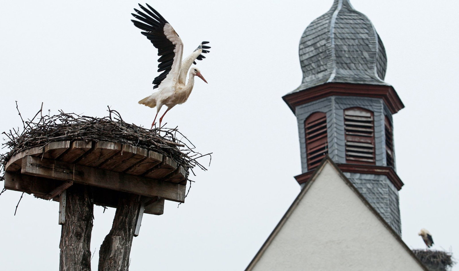 Störche brüten oft in der Nähe des Menschen, sind auffällig, groß und leicht zu beobachten. (Archivbild)