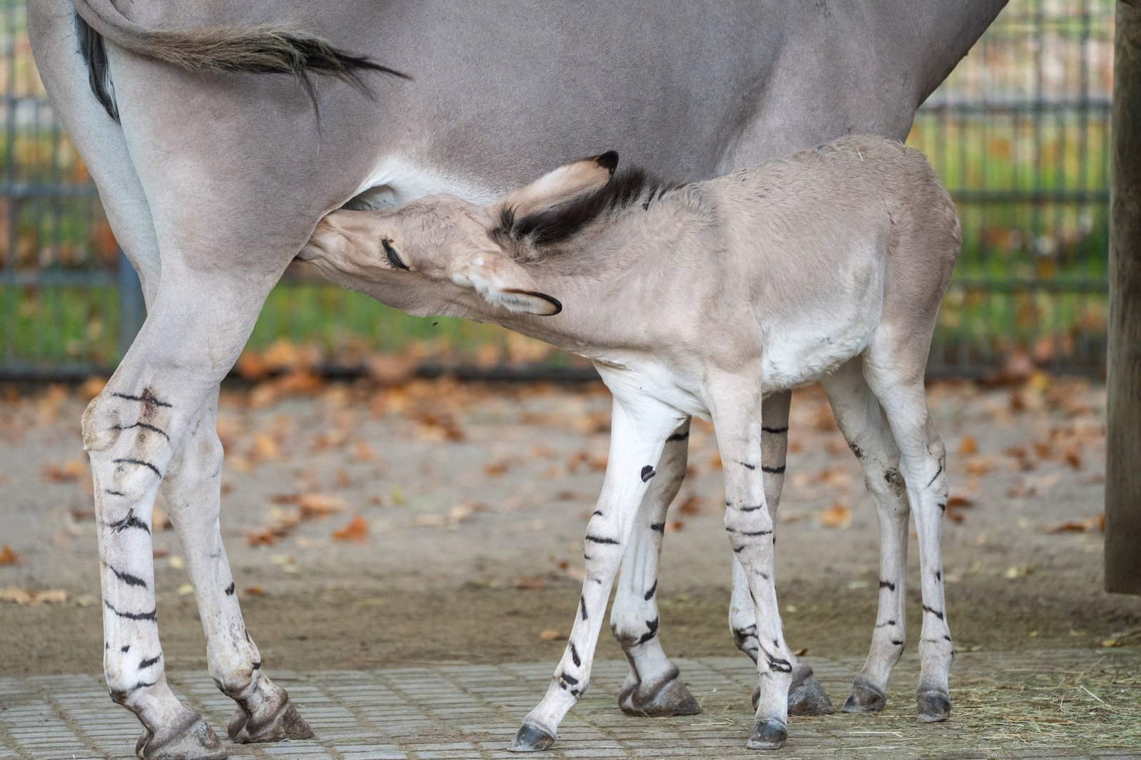 Noch ist das Fohlen auf die Milch seiner Mutter angewiesen.