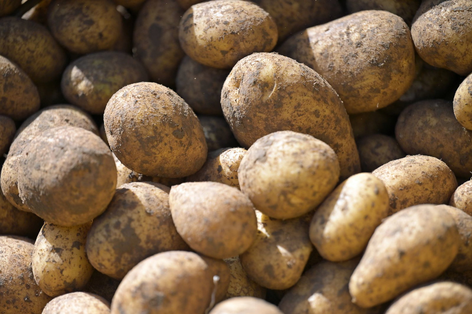  Drahtwürmer haben 2026 in Rheinland-Pfalz auf rund zwei Dritteln der Kartoffelanbaufläche Schäden verursacht. (Symbolbild)
