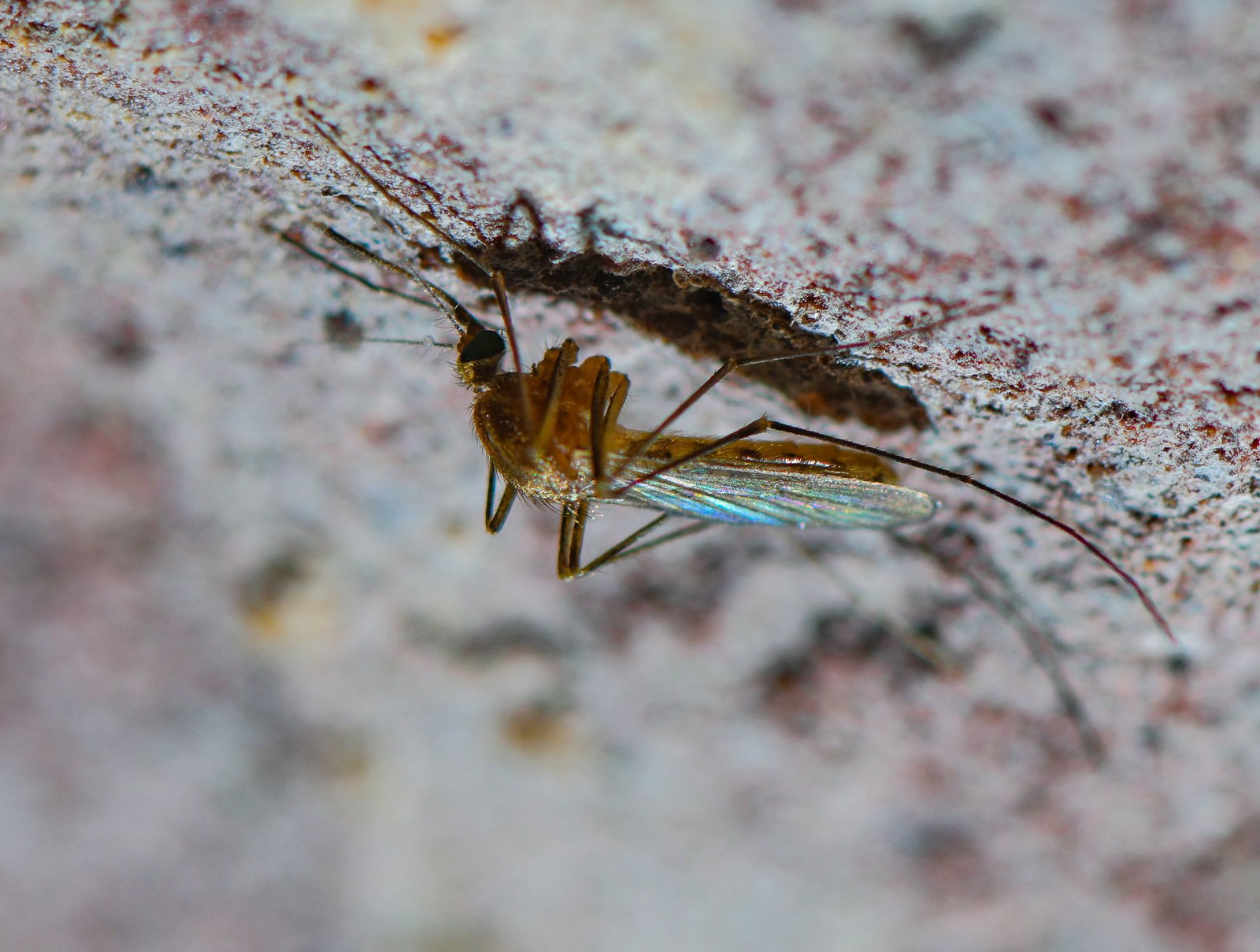 Die heimische Culex-Mücke gilt als Hauptüberträger des Sindbis-Virus. (Archivbild)