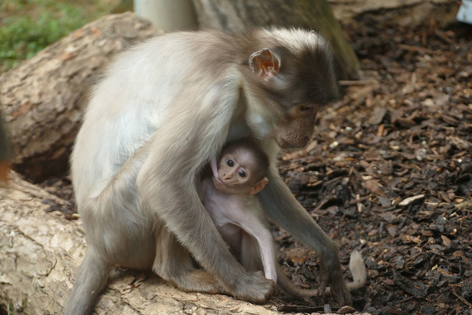 Dicht bei der Mama verbringt das Affenbaby seinen ersten Monat im Zoo Heidelberg.