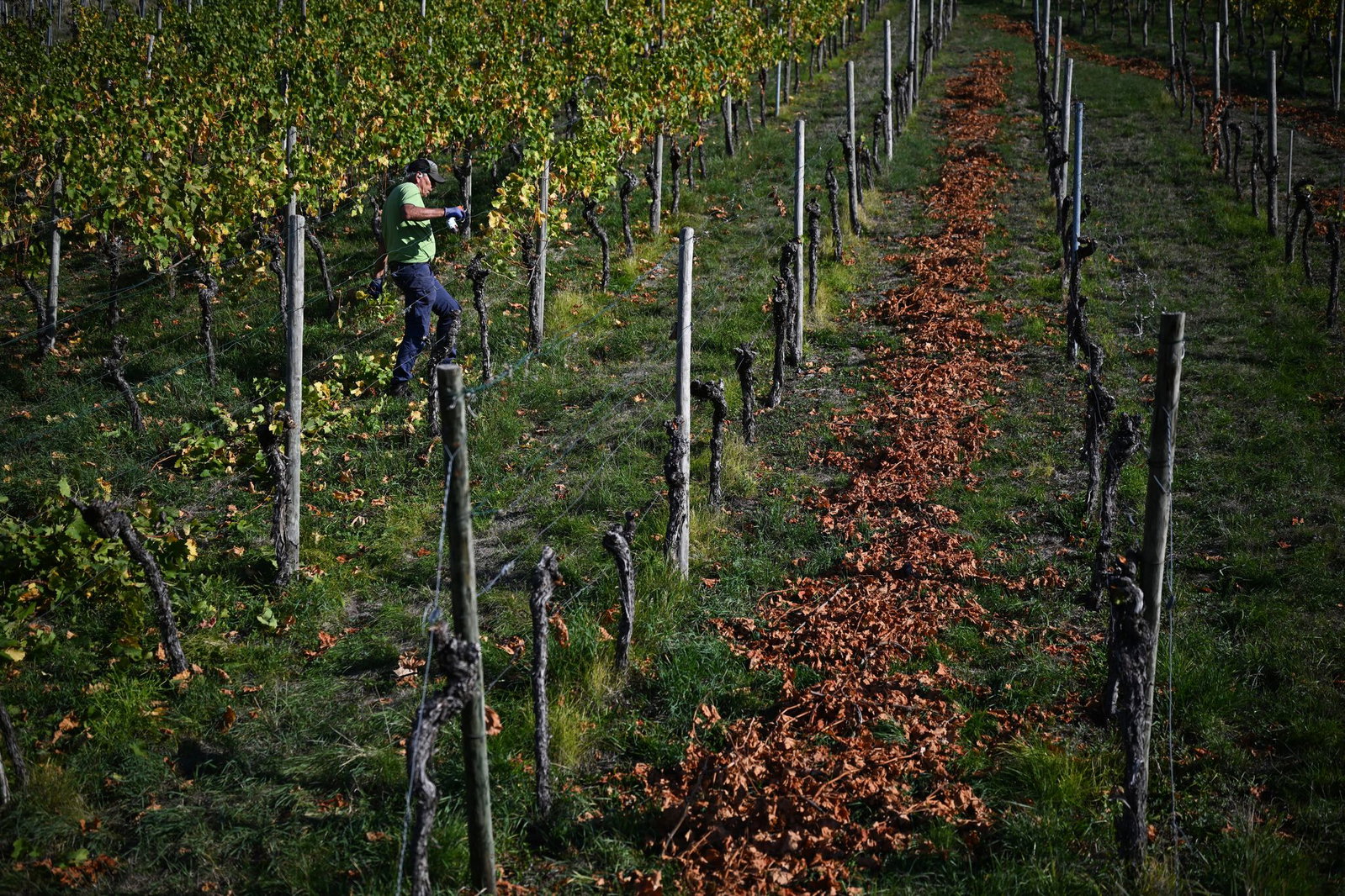«Wir dürfen uns auf einen außergewöhnlichen Weinjahrgang freuen», so der Verbandspräsident.