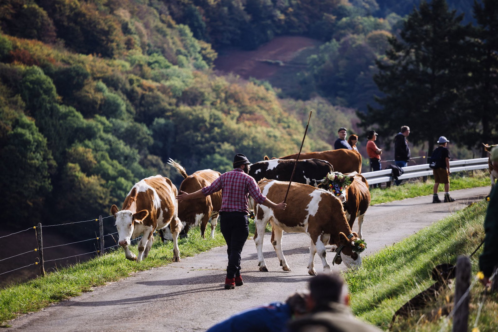 Bauern begleiteten den Tross und achteten darauf, dass die Kühe im richtigen Tempo bergab laufen.