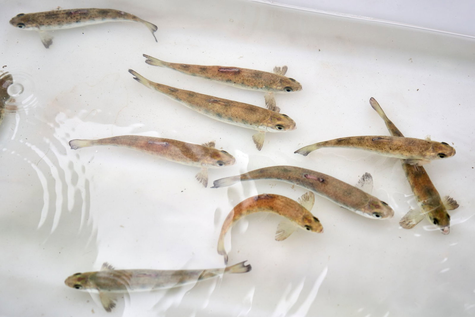 Die kleinen Fische werden in mehreren Flüssen von Rheinland-Pfalz ausgewildert. (Archivbild)