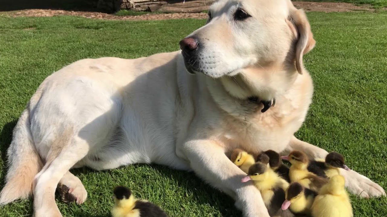 Dog becomes foster dad of nine orphaned ducklings