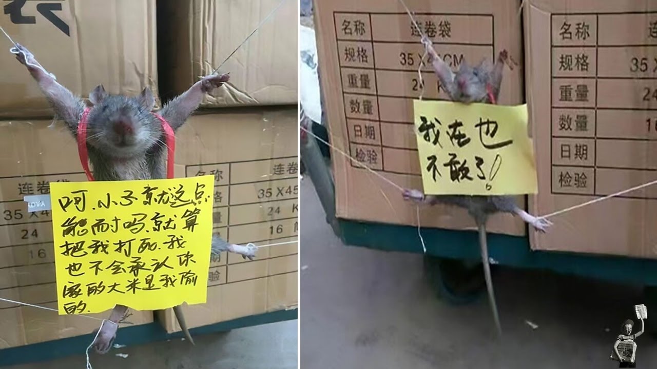 Rat is tied up and publicly shamed for 'stealing rice'