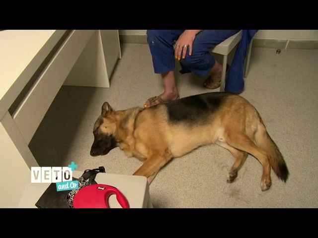 Rex est trop agressif    ‹ RTLTVI