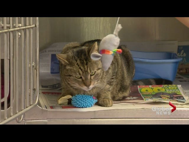 BooBoo the Cat that travelled more than 3000 KMs to be reunited with California family