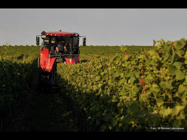 Start der Weinlese in Rheinhessen - Federweißer